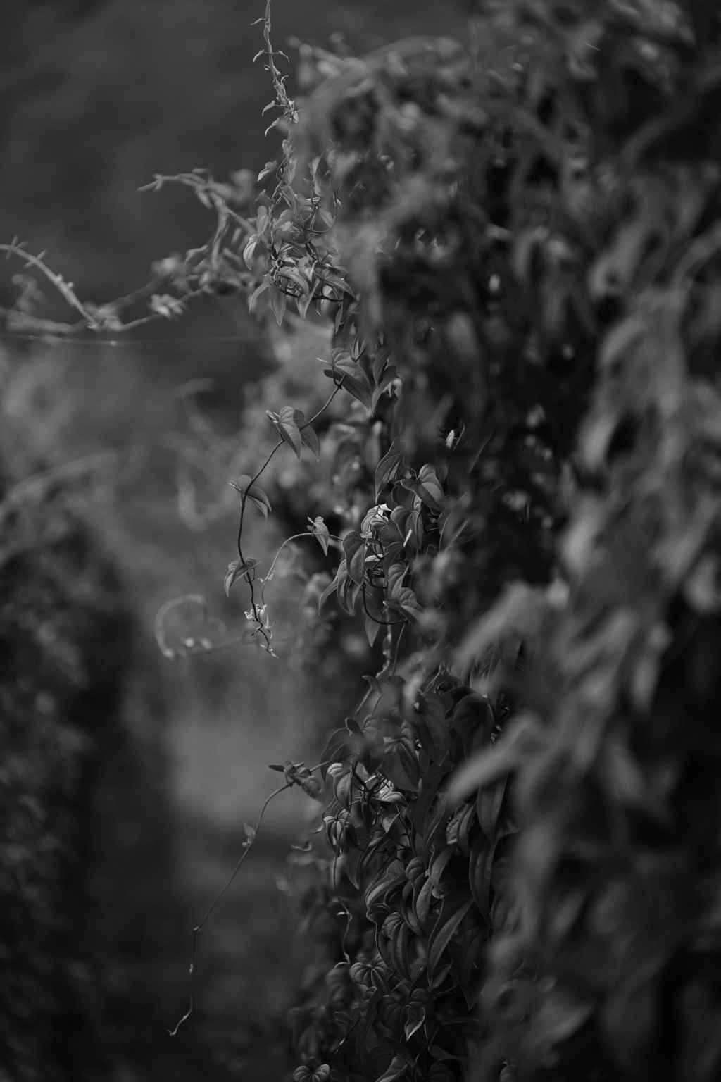 つる植物。