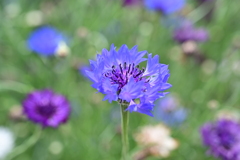 河原の花。