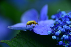 黄色い虫と紫陽花