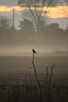 早朝と鳥