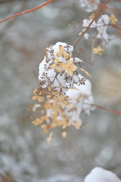 雪が降りまして。