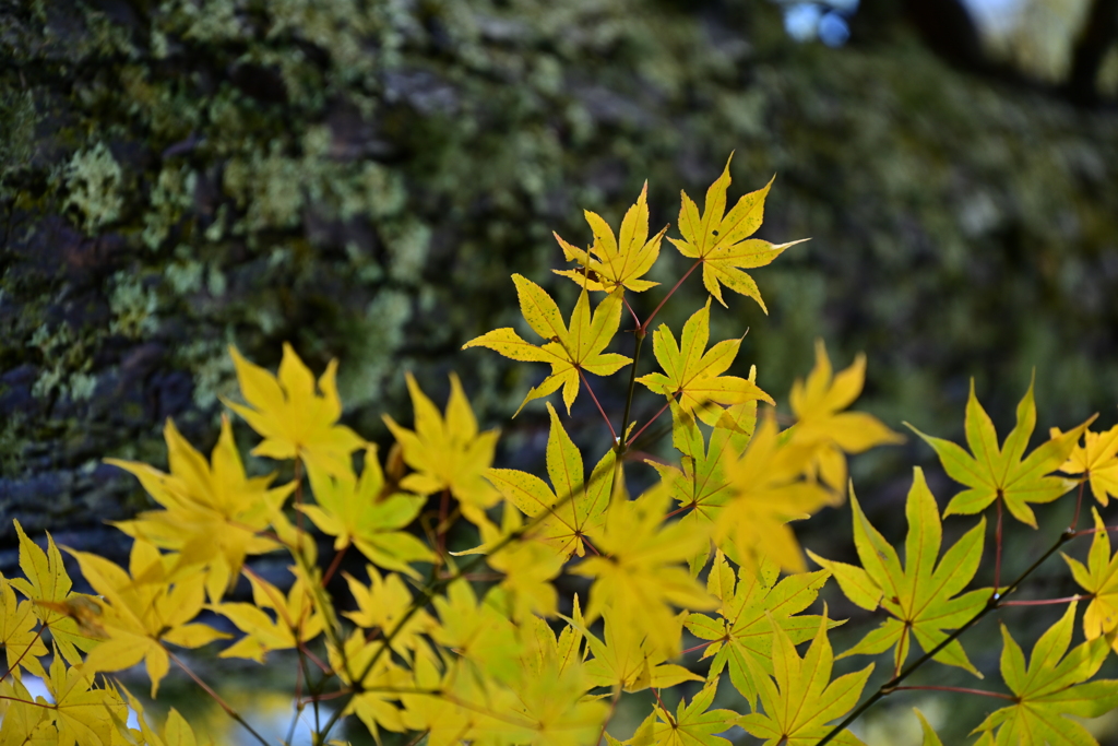 紅葉と幹。
