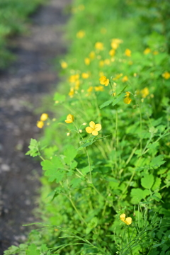 あぜ道の花。
