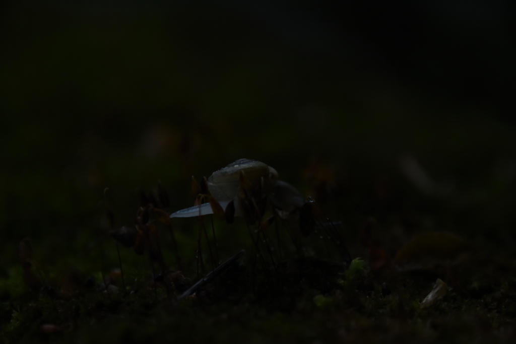 浮くカタツムリ