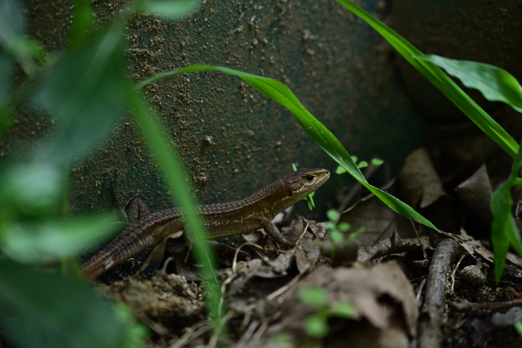 ニホンカナヘビ。