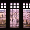 窓越しの桜