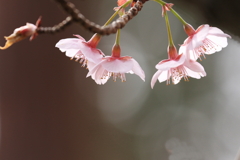 石山寺の寒桜