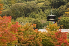 永観堂の紅葉