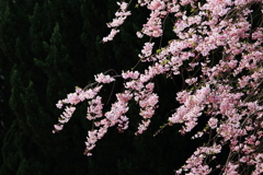 近くの公園の桜１