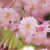 桜３