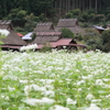 かやぶきの屋根とそばの花