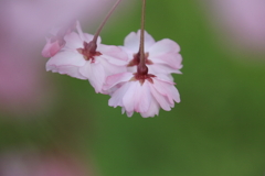 近くの公園の桜５