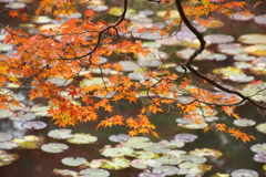 神戸森林公園の紅葉2