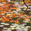 神戸森林公園の紅葉2