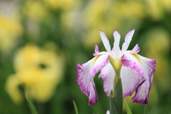 万博公園の花菖蒲２