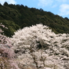 醍醐寺の桜２