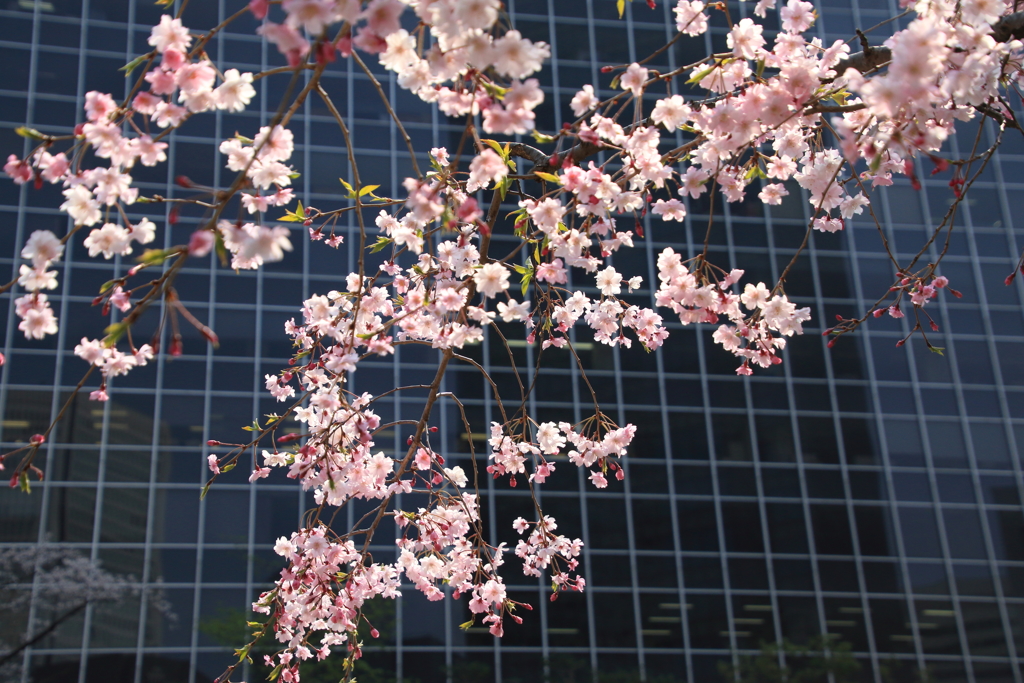 桜８