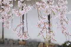 醍醐寺の桜１