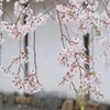 醍醐寺の桜１