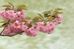 八重桜