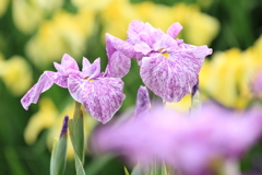 万博公園の花菖蒲１