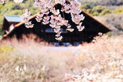 桜と美術館