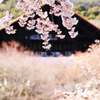 桜と美術館