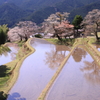 桜と棚田