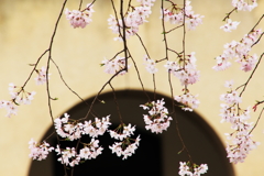 桜模様