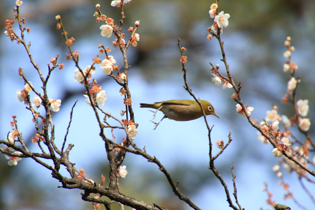 飛んだ！