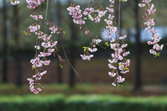 桜１０