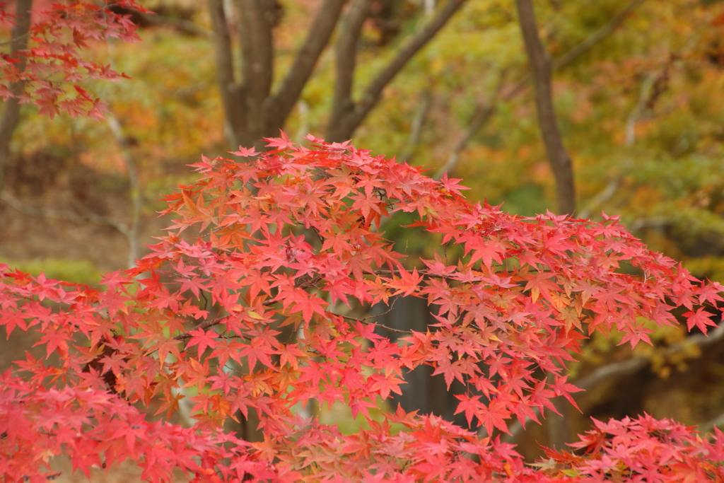 神戸森林公園の紅葉１