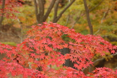 神戸森林公園の紅葉１