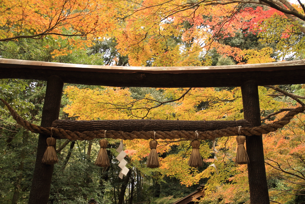 鳥居と紅葉