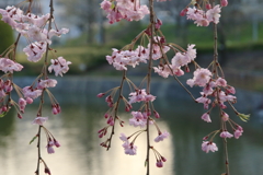 近くの公園の桜２