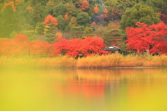 秋の広沢池