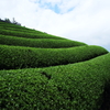 和束の茶畑１