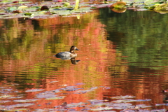 秋色の池