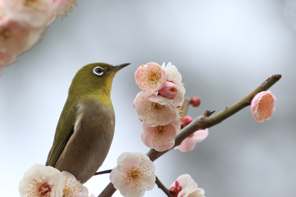 梅の花とメジロ By Iwatyan Id 写真共有サイト Photohito