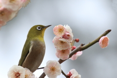 梅の花とメジロ