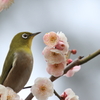 梅の花とメジロ