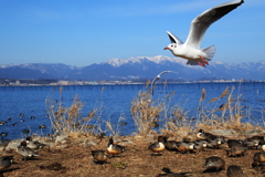 琵琶湖畔１