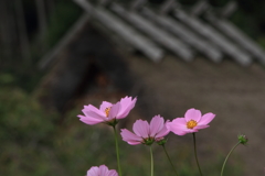 コスモスとかやぶきの屋根