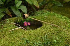 ちいさい秋見つけた