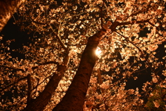夜桜に引き寄せられて