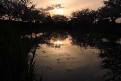 散りゆく桜と落ち行く陽