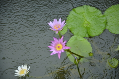 地獄の中の蓮（海地獄）