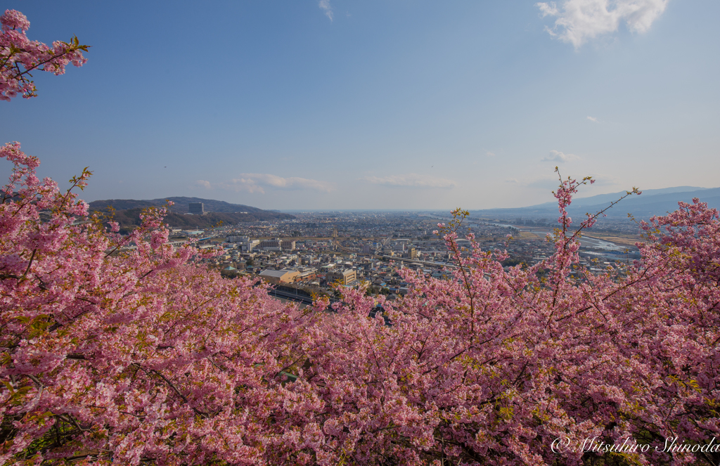 河津桜
