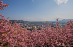 河津桜