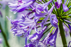 アパガンサスの花